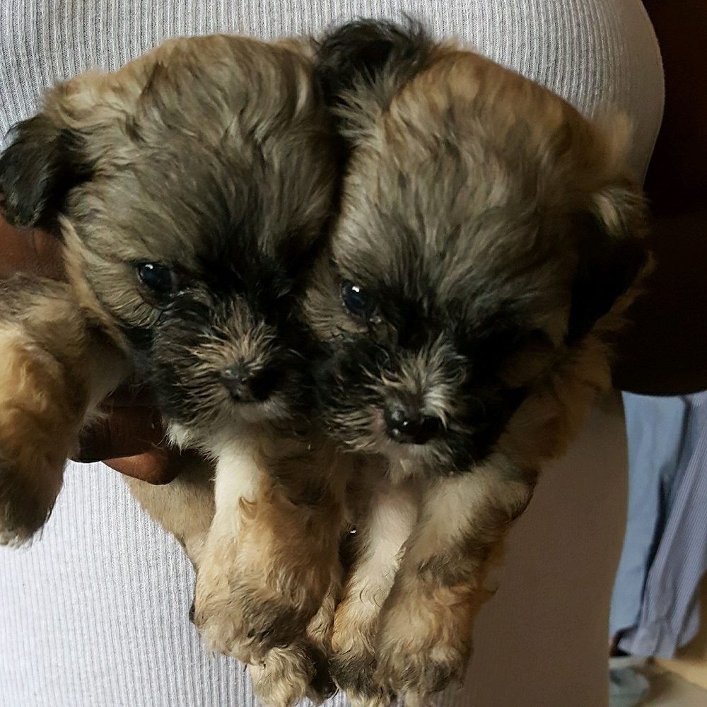 Meet your Posher, Irene